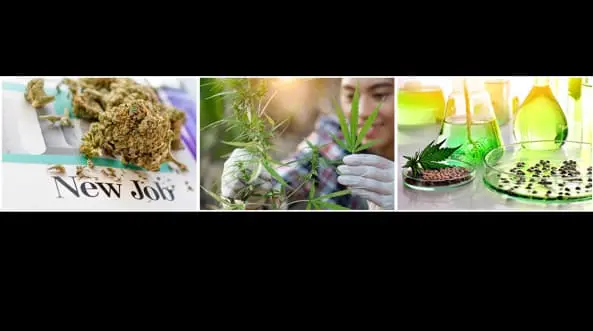 Cannabis Science and Industries: Seeds to Needs