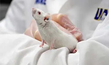 Behavioral Neuroscience Research